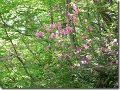 20120519-1
