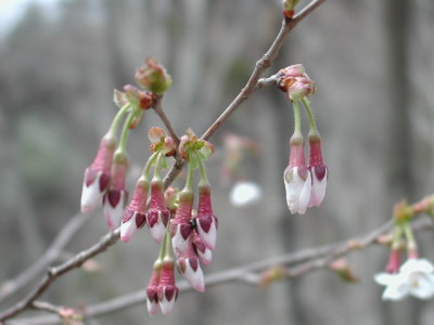 山桜