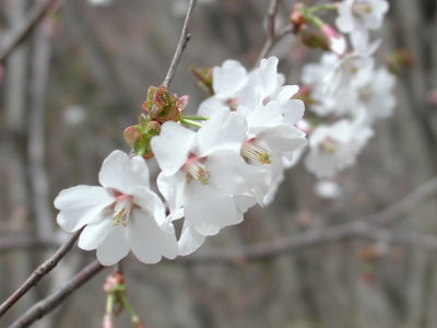 山桜