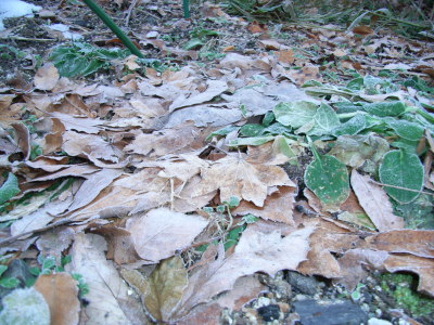 凍った落ち葉