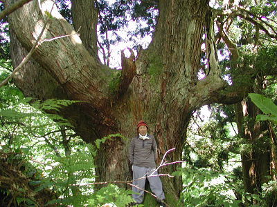 巨木杉