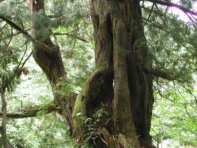 巨木杉