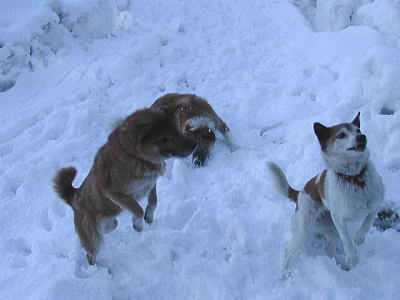 ３匹の犬