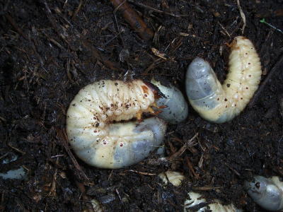 カブトムシ幼虫