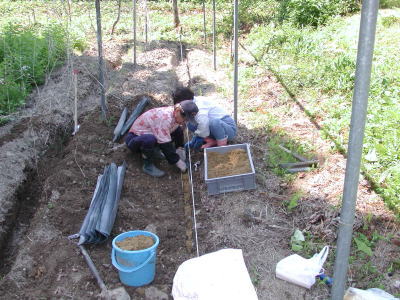 自然薯の種植え付けの準備