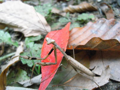 カマキリ