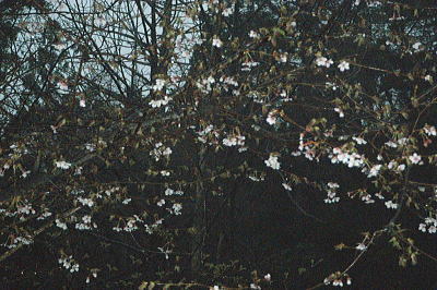 山桜