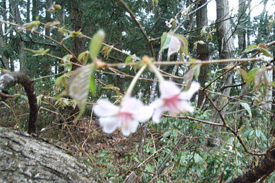 山桜