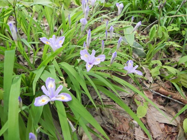 アヤメに似た小さい花 ヒメシャガ 裏五頭山荘